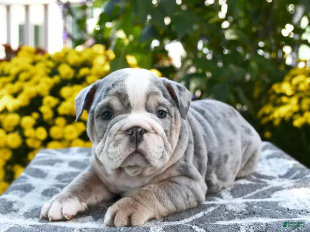 English Bulldog dogs for sale: Taz - Ad 2