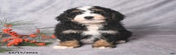 Bernedoodle dogs for sale: Christmas - Ad 1