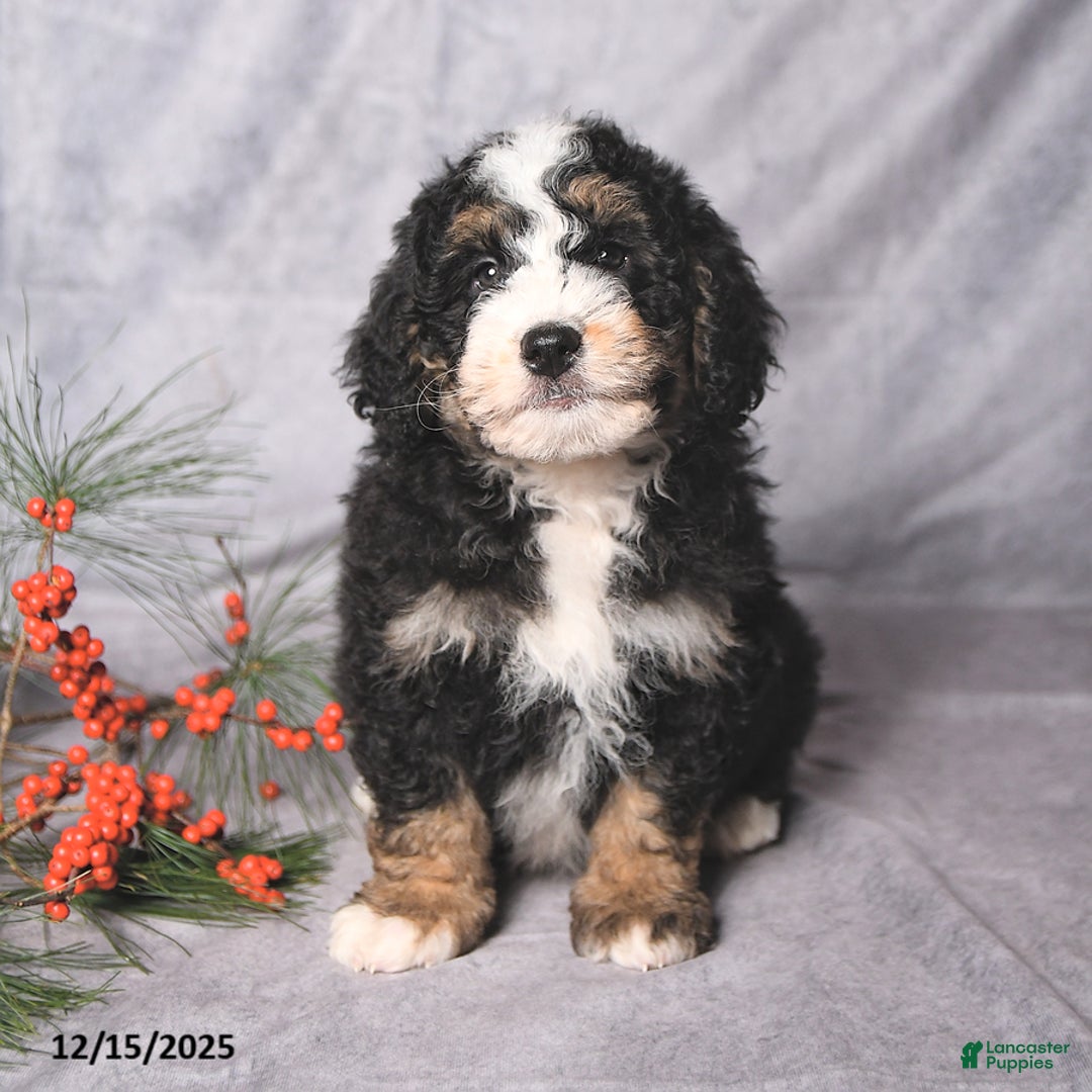 Bernedoodle dogs for sale: Christmas - Ad 1