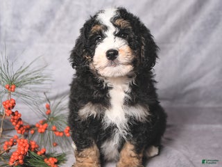 Bernedoodle dogs Christmas - Ad 11