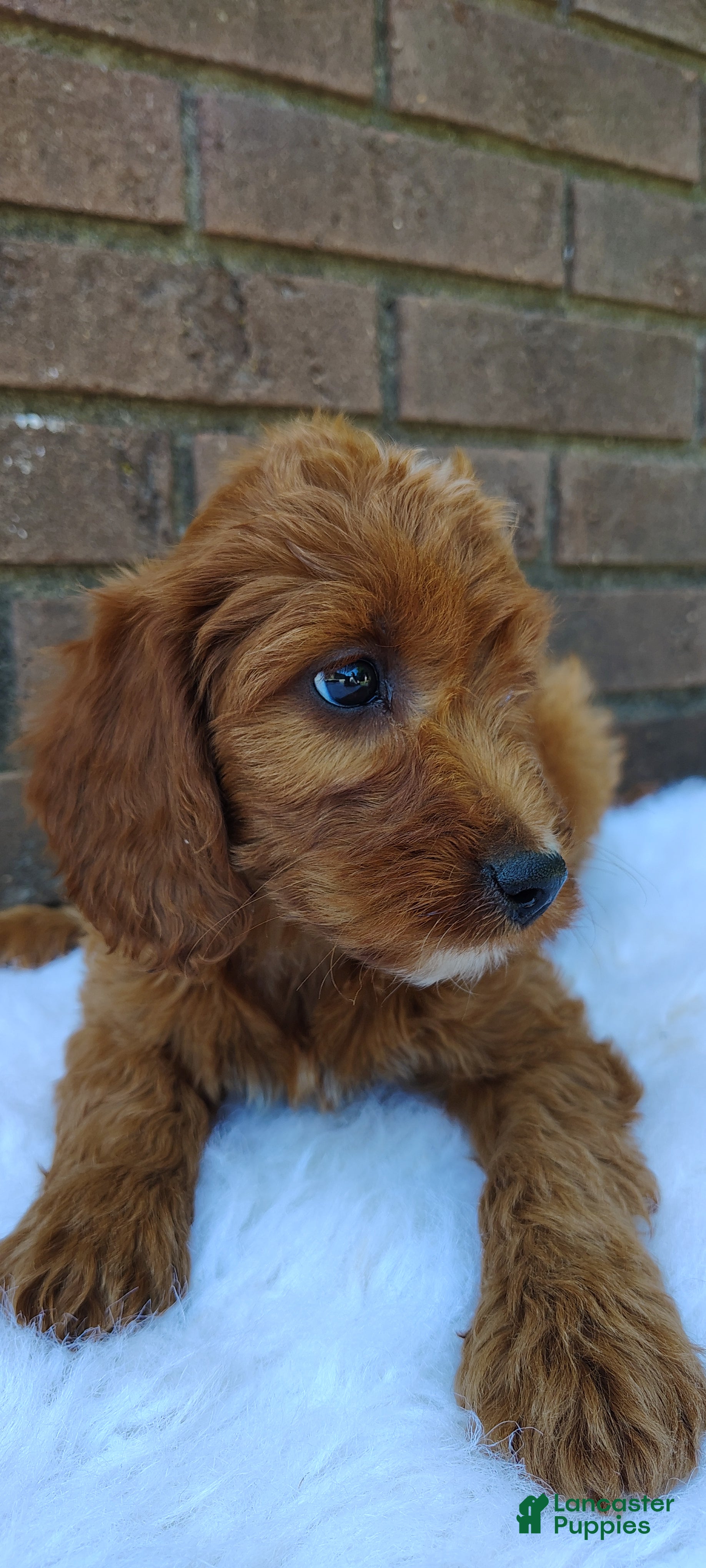 Irish Doodle dogs Clover - Ad 2
