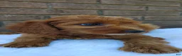 Irish Doodle dogs for sale: Clover - Ad 2