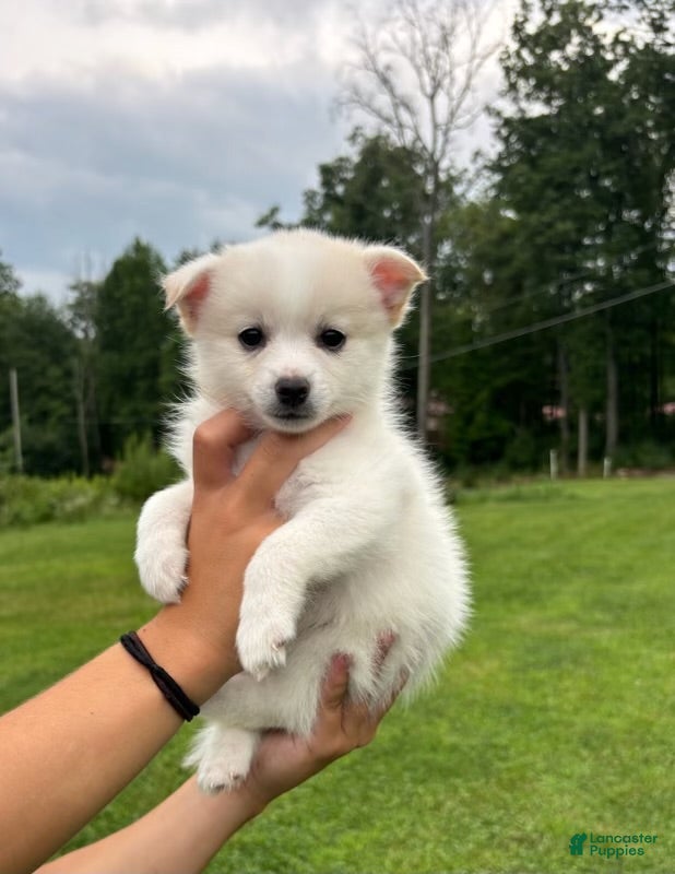 Pomsky dogs for sale: Pomsky 2 - Ad 32
