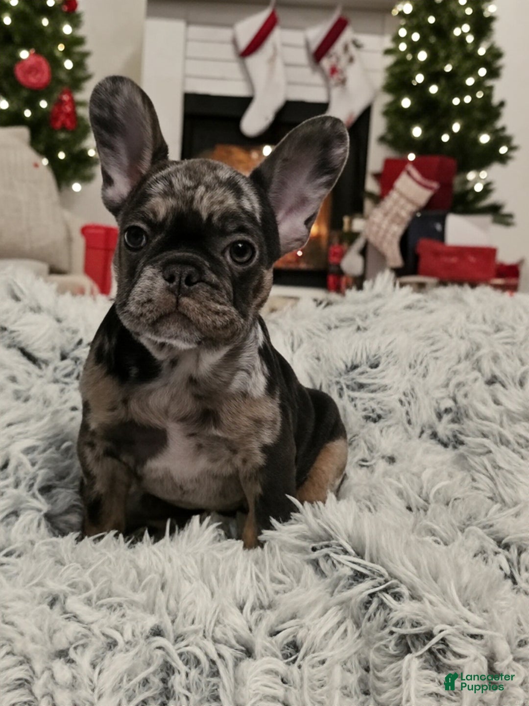 French Bulldog dogs for sale: Peppermint Patty - Ad 1