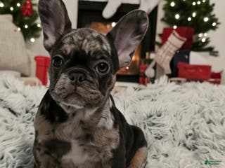 French Bulldog dogs Peppermint Patty - Ad 16