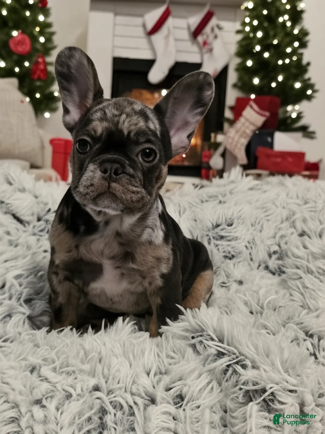 French Bulldog dogs for sale: Peppermint Patty - Ad 1