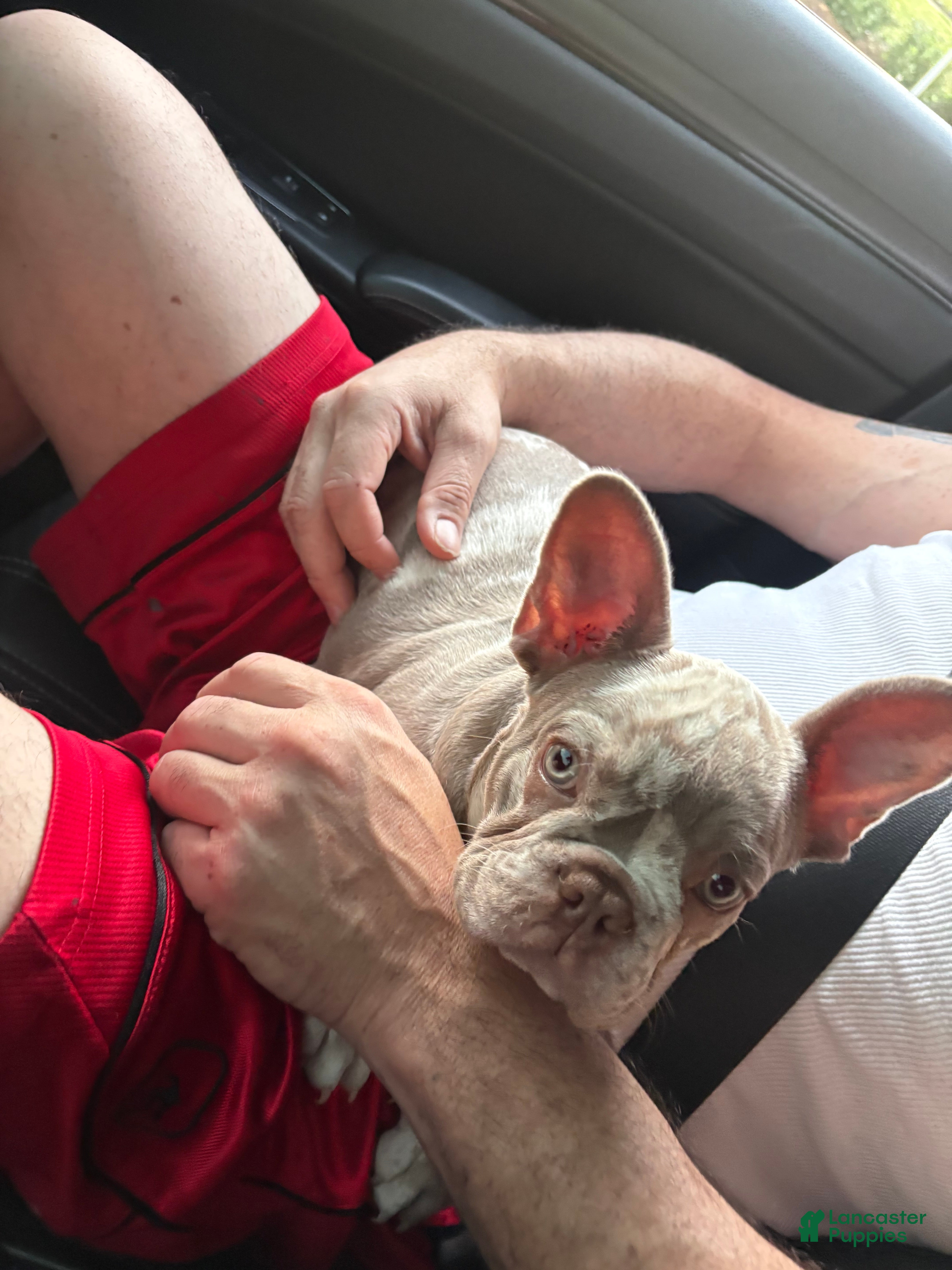 French Bulldog dogs French Bulldog 2 - Ad 37