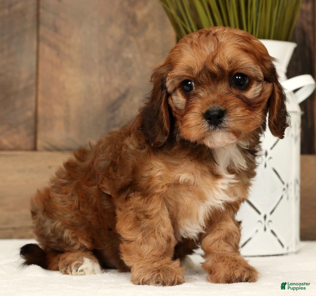 Cavapoo dogs for sale: Cathy - Ad 3