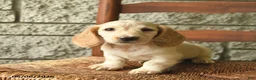 Miniature Dachshund dogs for sale: Kiwi  - Ad 2