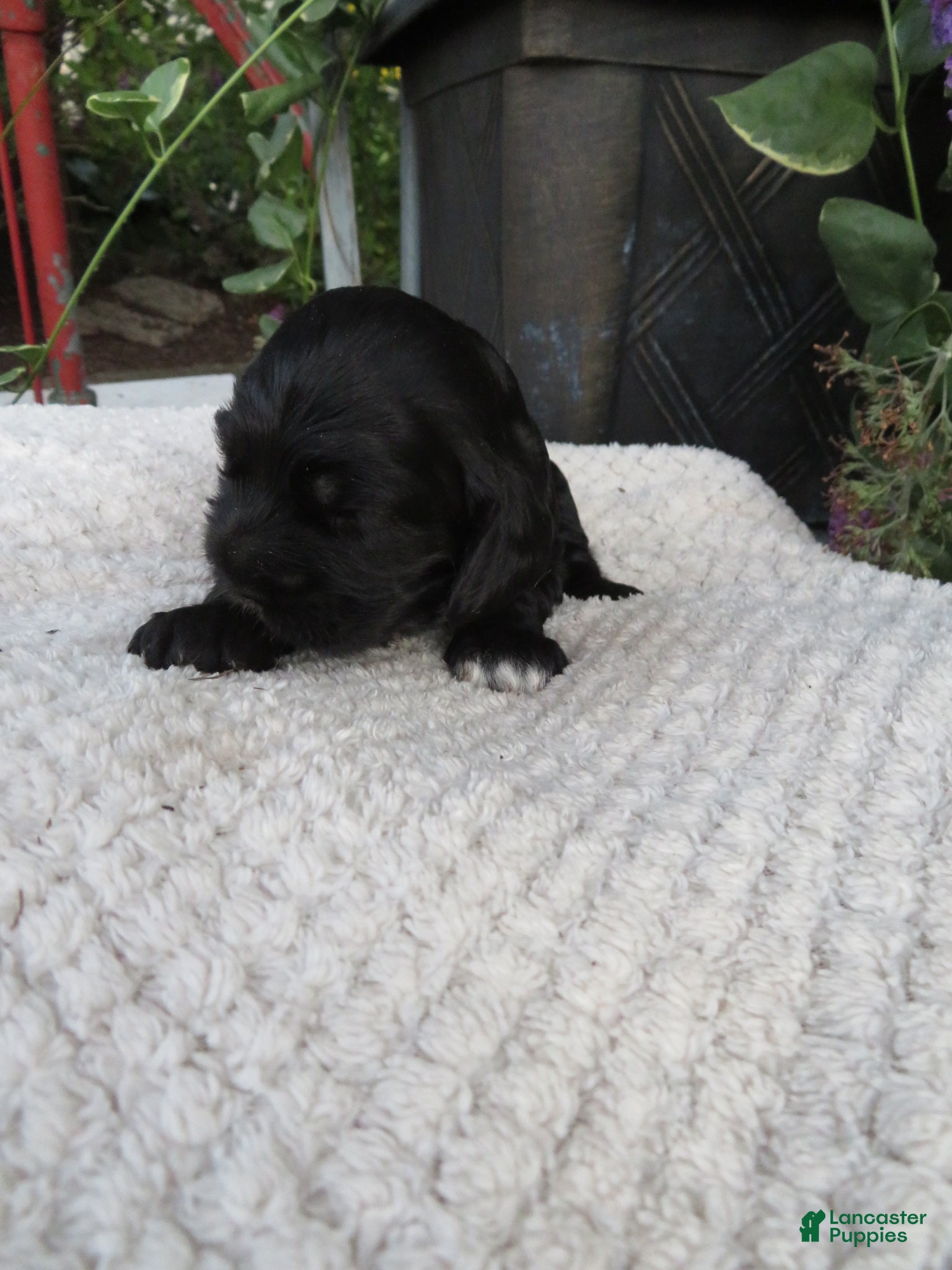 Cocker Spaniel dogs Ivy - Ad 1