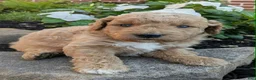 Mini Goldendoodle dogs for sale: Penny F1B - Ad 3