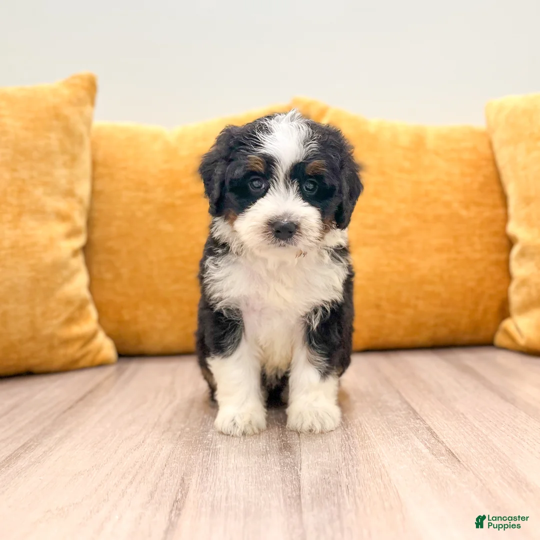 Mini Bernedoodle dogs for sale: Haven - Ad 1