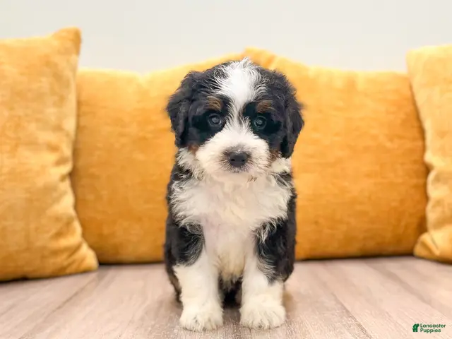 Mini Bernedoodle dogs for sale: Haven - Ad 1
