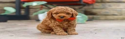 Miniature Poodle dogs for sale: Maverick - Ad 4