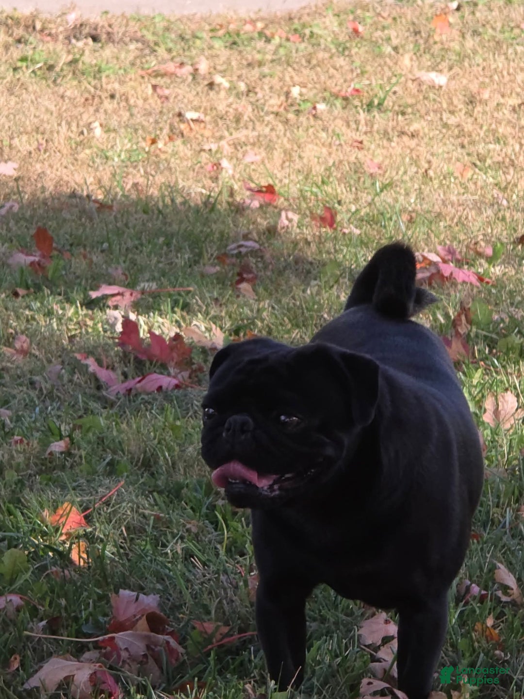 Pug dogs for sale: Layla - Ad 2