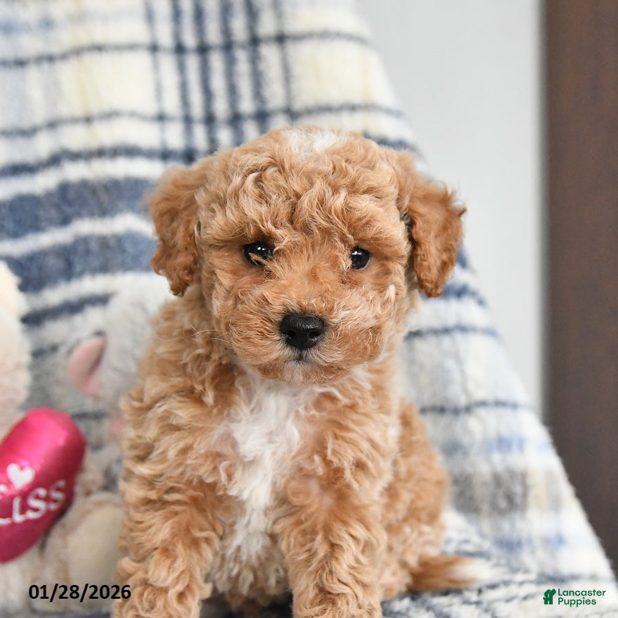 Havapoo dogs Tigger - Ad 2