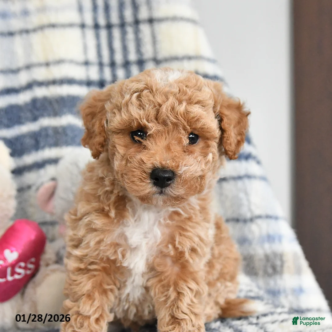 Havapoo dogs for sale: Tigger - Ad 2