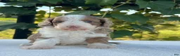 Aussiedoodle dogs for sale: Butternut Miniature Aussiedoodle  - Ad 8