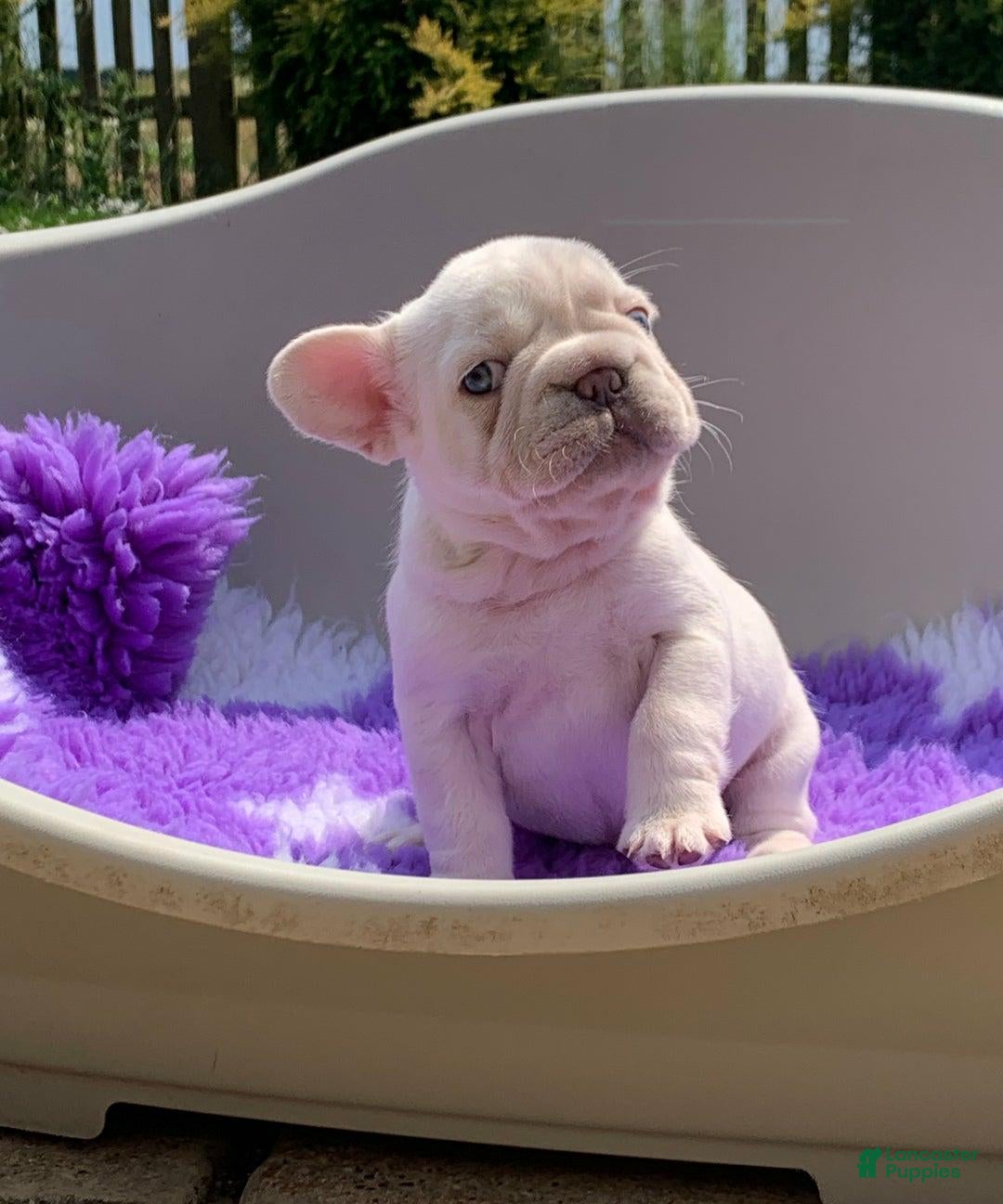 French Bulldog dogs for sale: Lorenzo - Ad 9