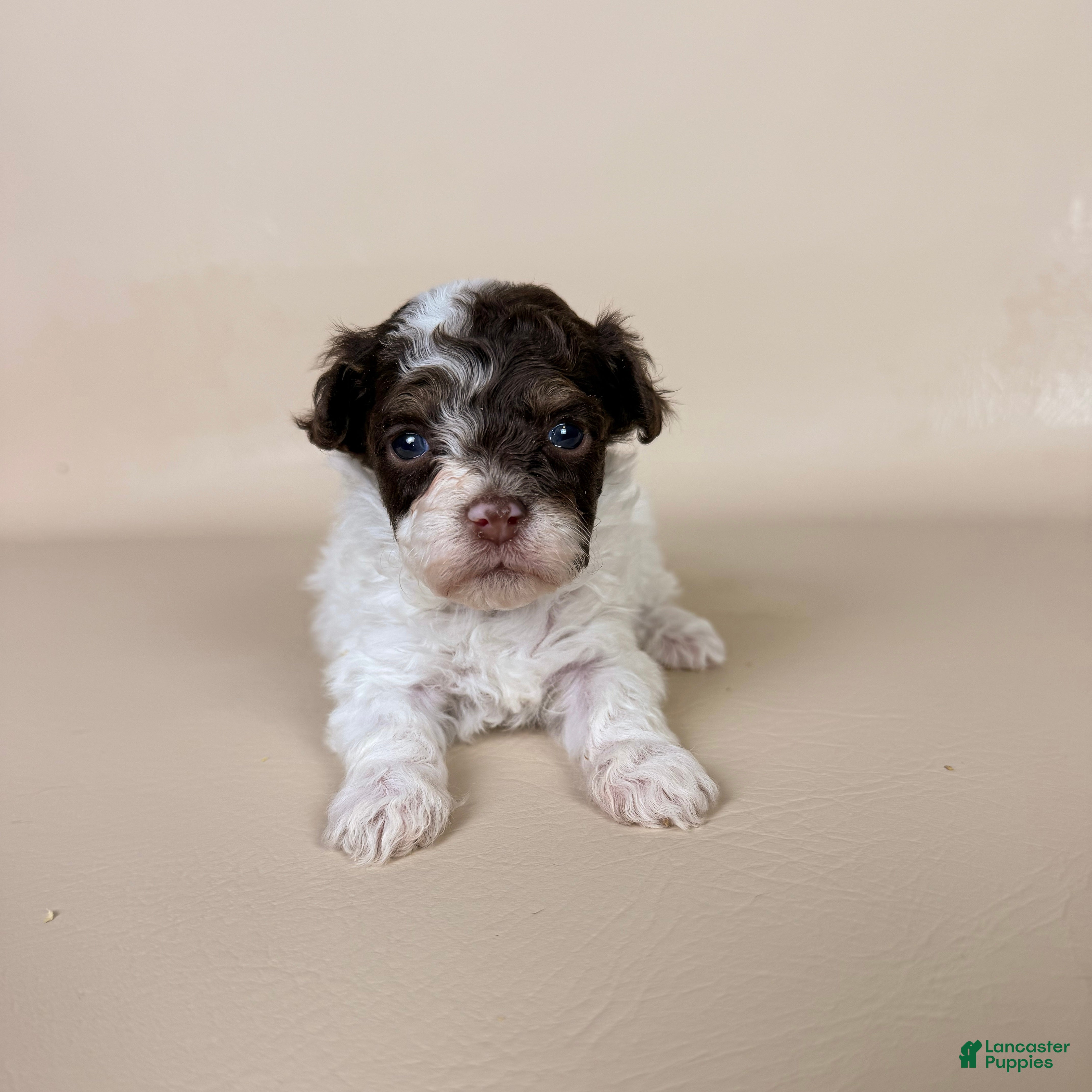 Maltipoo dogs Banks  - Ad 1