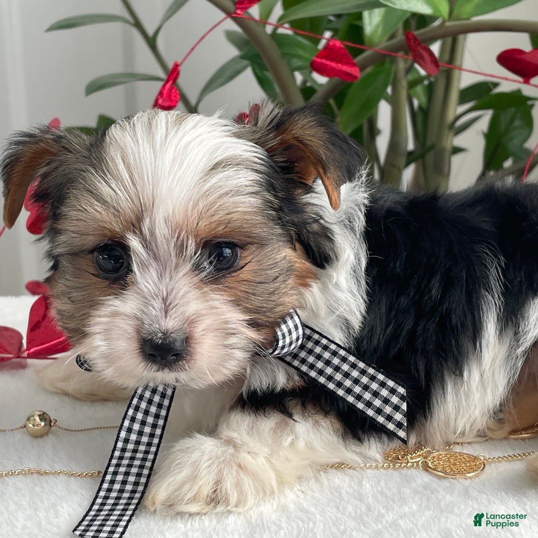Biewer Terrier dogs for sale: Charlie - Ad 6
