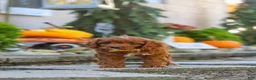 Cavapoo dogs for sale: Benji - Ad 11