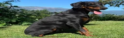 Doberman Pinscher dogs for sale: Ghost - Ad 7
