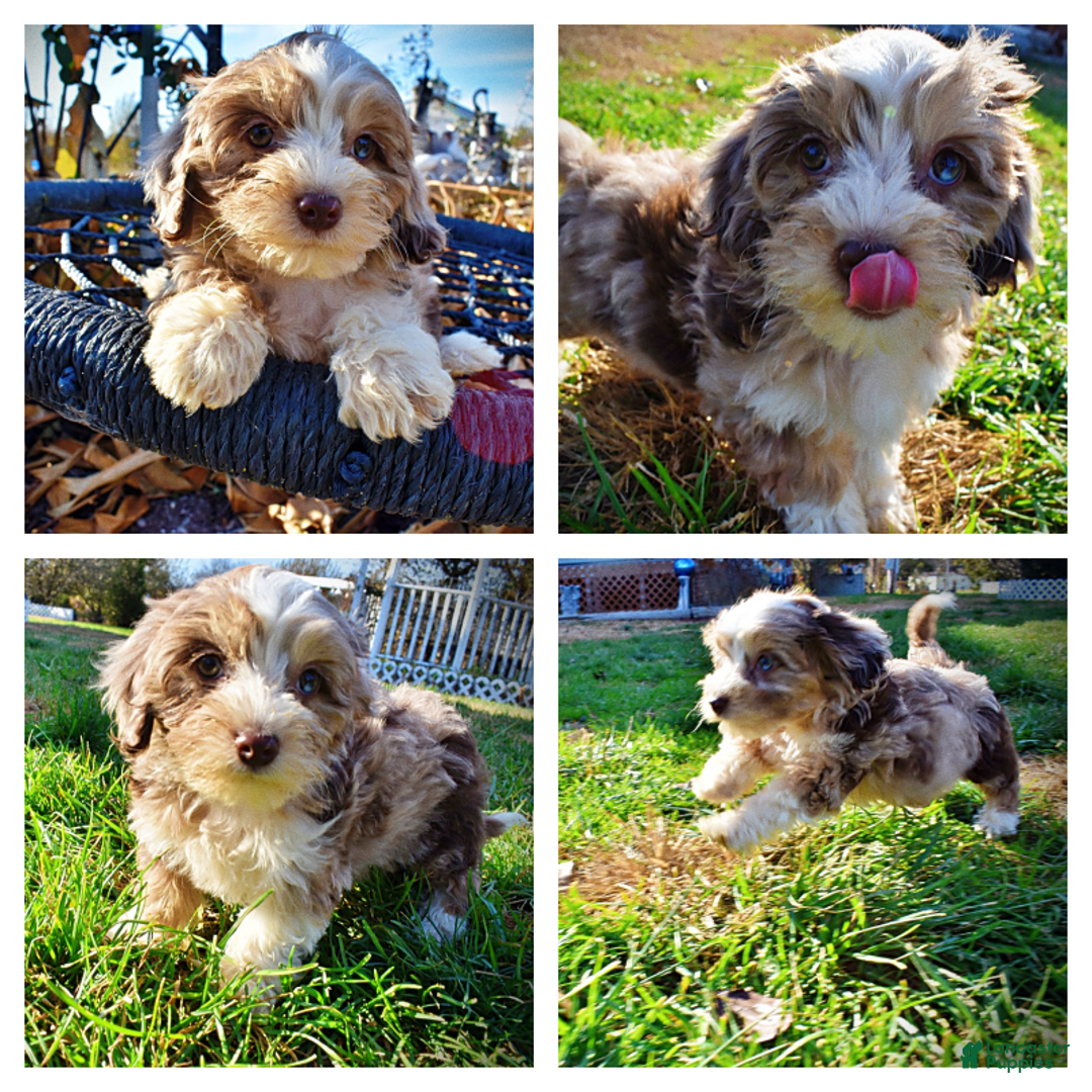 Havapoo dogs for sale: Oakley - Ad 1