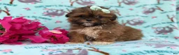 Shihpoo dogs for sale: Quinn - Ad 7