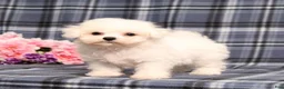 Bichon Frise dogs for sale: Kanga - Ad 5