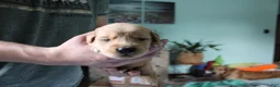 Golden Retriever dogs for sale: Golden Retriever Puppy 4 - Ad 1