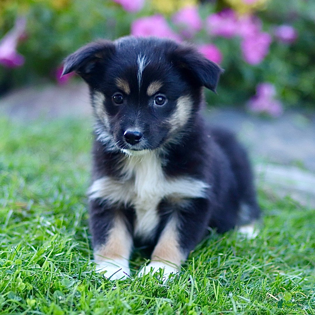 Miniature Australian Shepherd dogs for sale: Gerald - Ad 1
