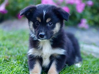 Miniature Australian Shepherd dogs Gerald - Ad 11