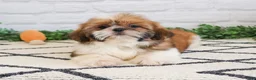 Shih Tzu dogs for sale: Flash  - Ad 3
