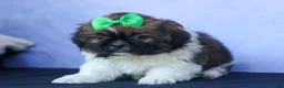 Shih Tzu dogs for sale: RUSTY - Ad 6