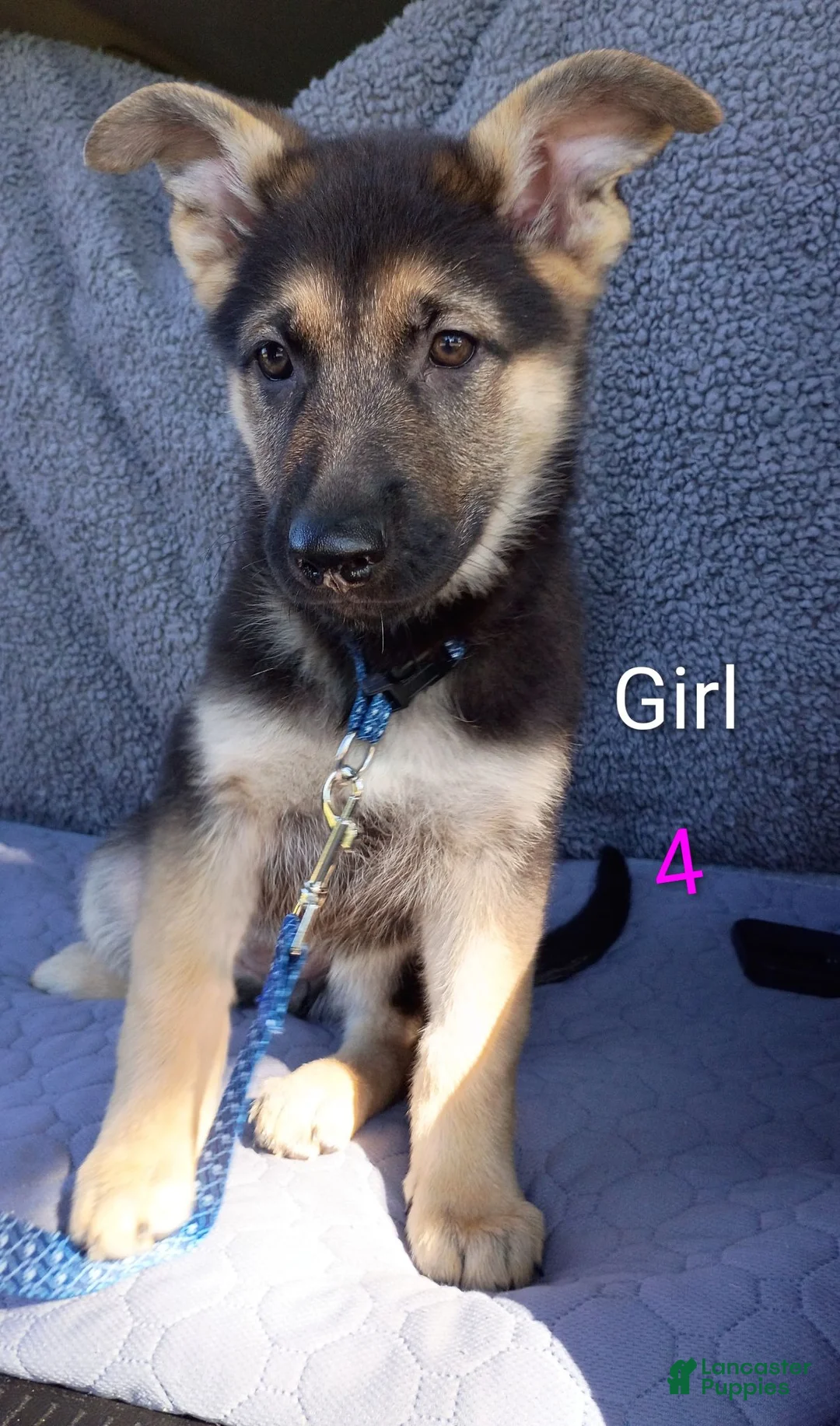 German Shepherd dogs for sale: German Shepherd 7 - Ad 2