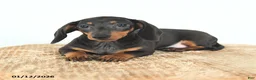 Miniature Dachshund dogs for sale: Sadie - Ad 3