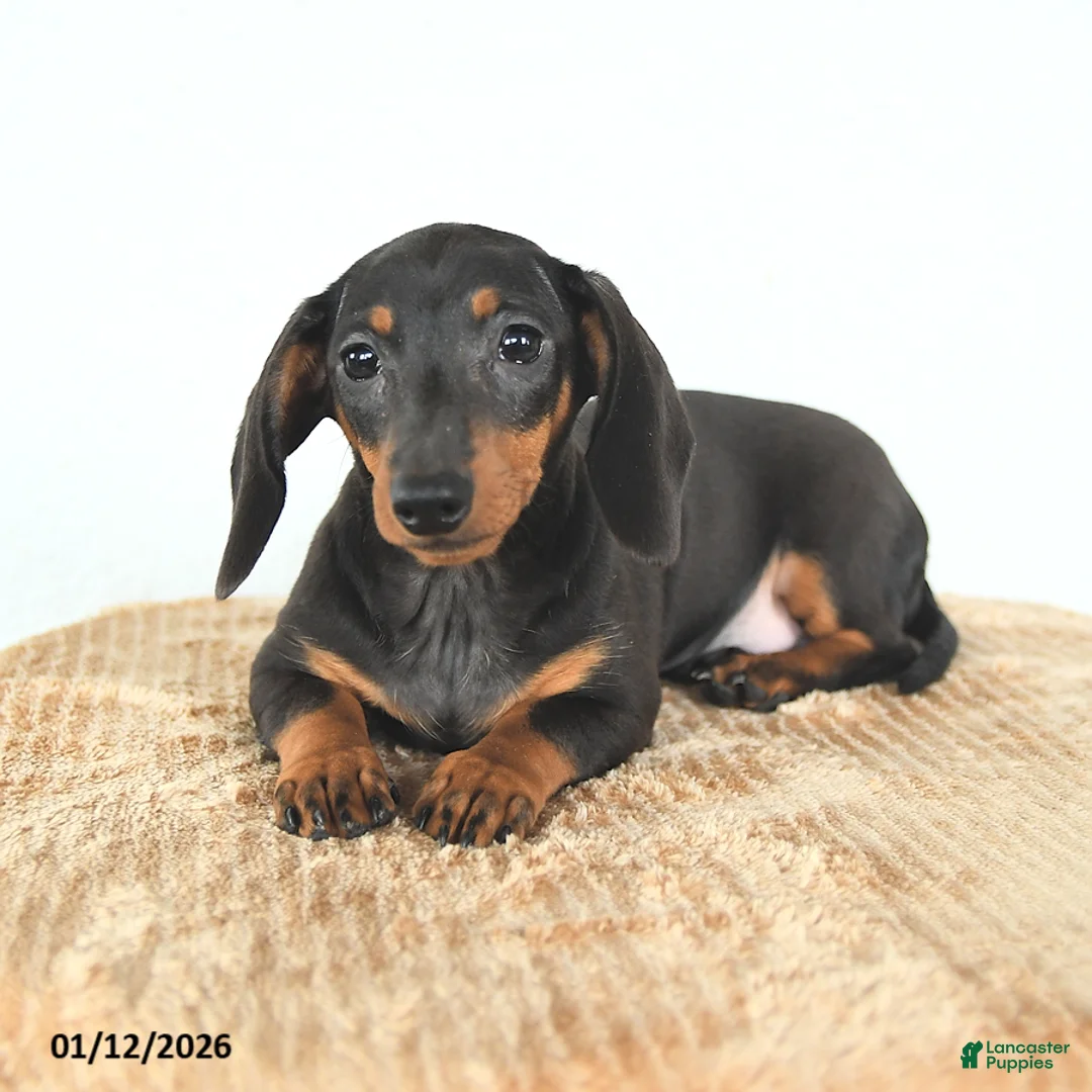 Miniature Dachshund dogs for sale: Sadie - Ad 3