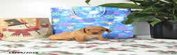 Miniature Dachshund dogs for sale: Tommy - Ad 2