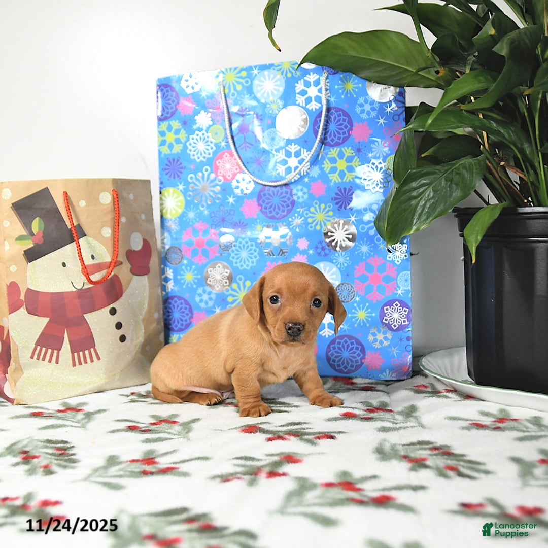 Miniature Dachshund dogs for sale: Tommy - Ad 2