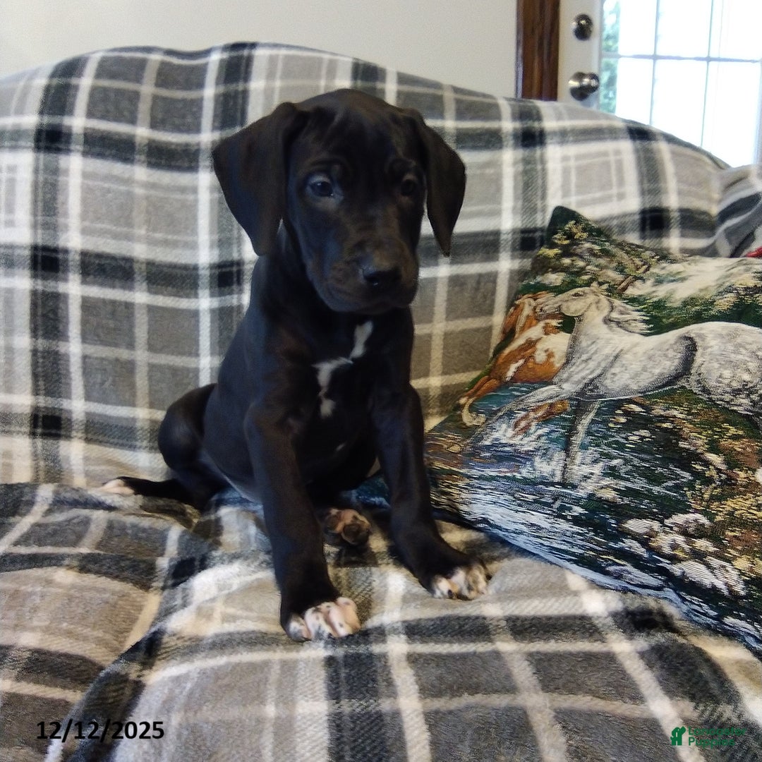 Great Dane dogs for sale: Cocoa - Ad 1