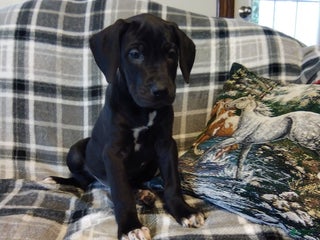 Great Dane dogs Cocoa - Ad 11