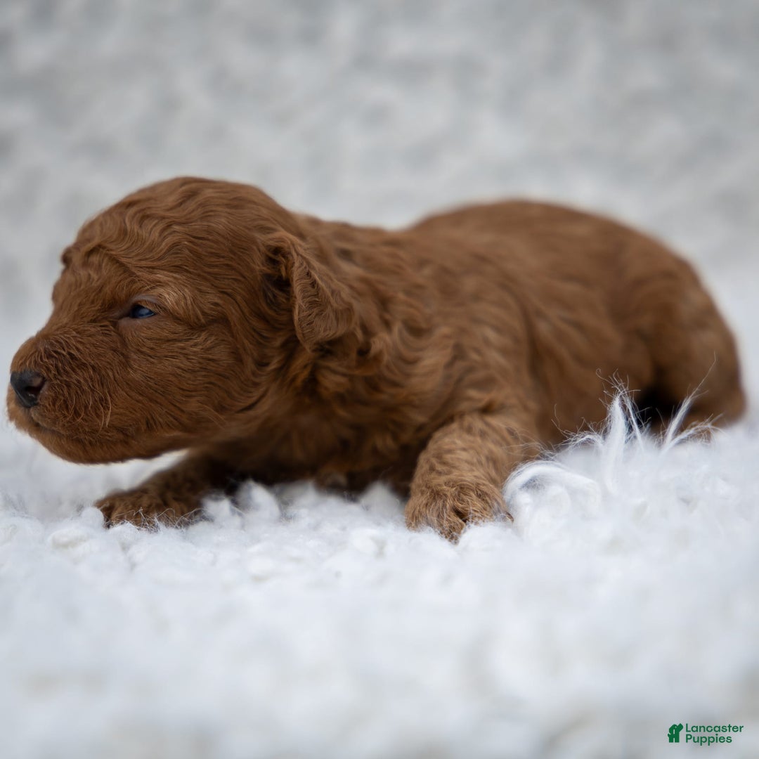 Toy Poodle dogs for sale: Maple Rose - Ad 12