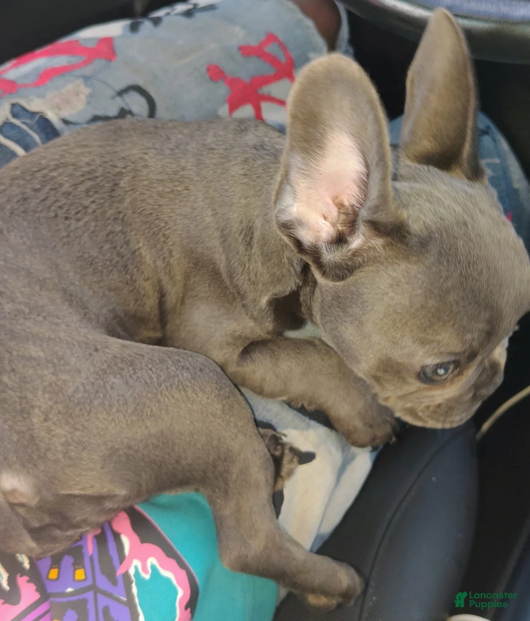 French Bulldog dogs for sale: Bella - Ad 1
