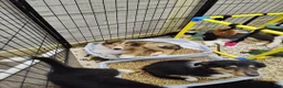 Collie dogs for sale: Collie 2 - Ad 4