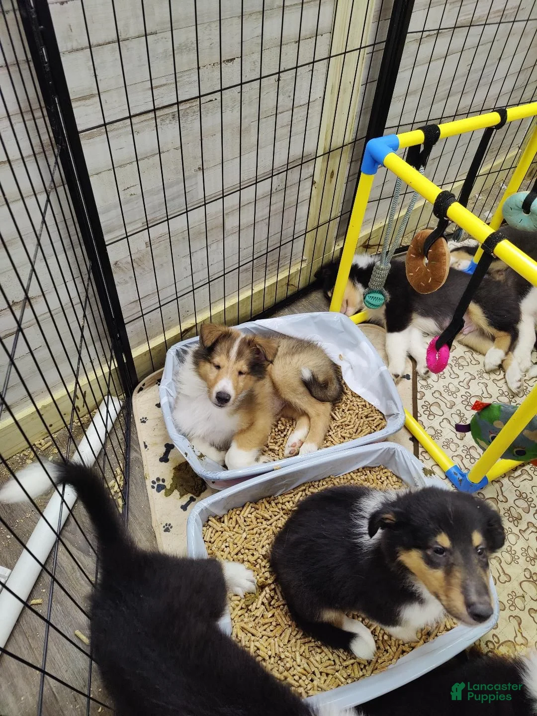 Collie dogs for sale: Collie 2 - Ad 4