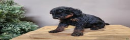 Mini Bernedoodle dogs for sale: Klaus - Ad 8