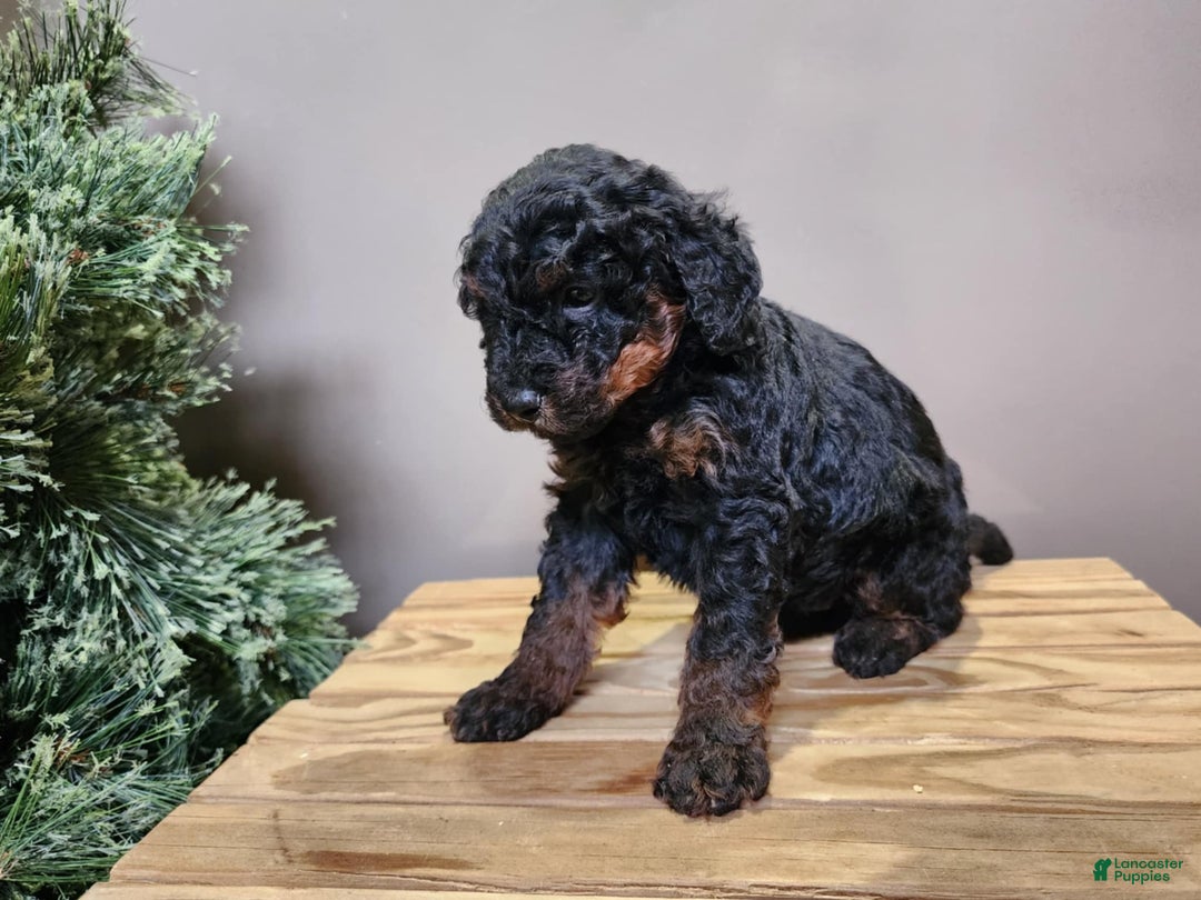Mini Bernedoodle dogs for sale: Klaus - Ad 8