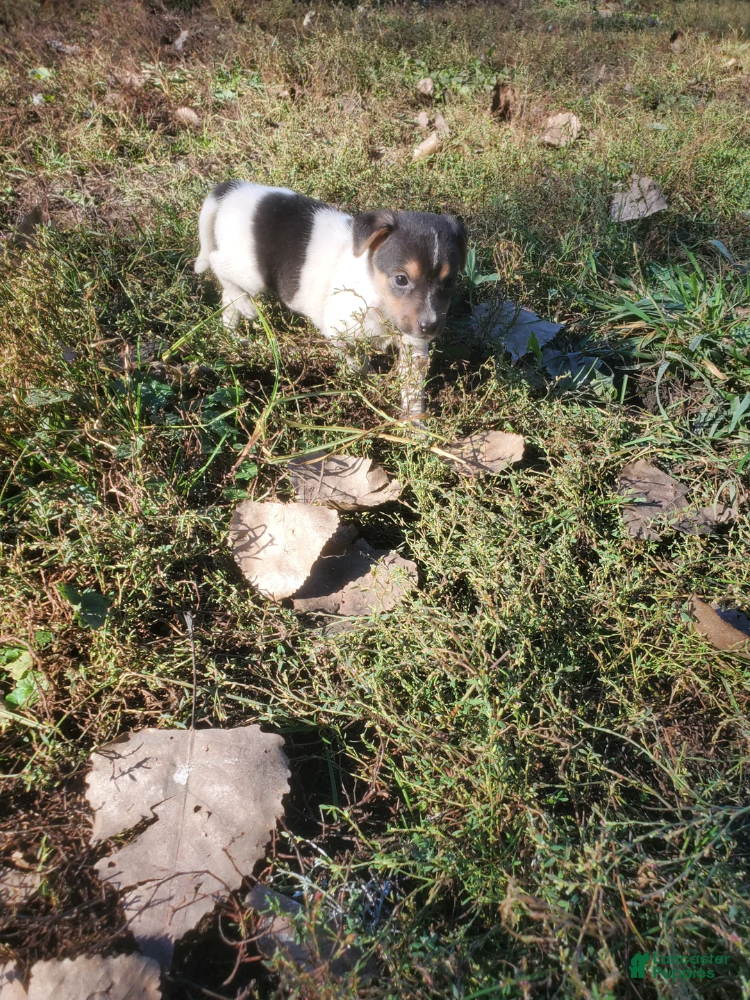 Jack Russell Terrier dogs for sale: Jack Russell Terrier 6 - Ad 2