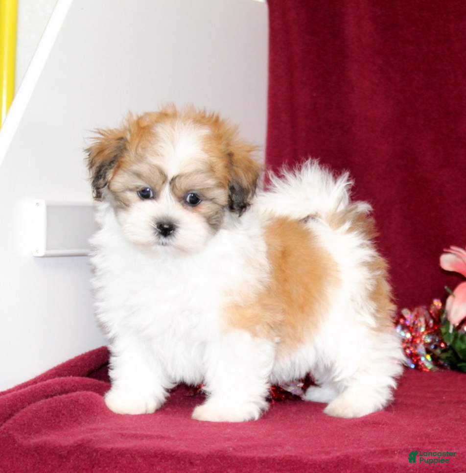 Teddy Bear dogs Yetta - Ad 4